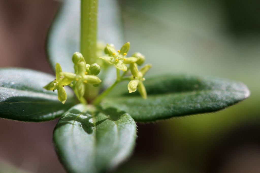 Cruciata glabra